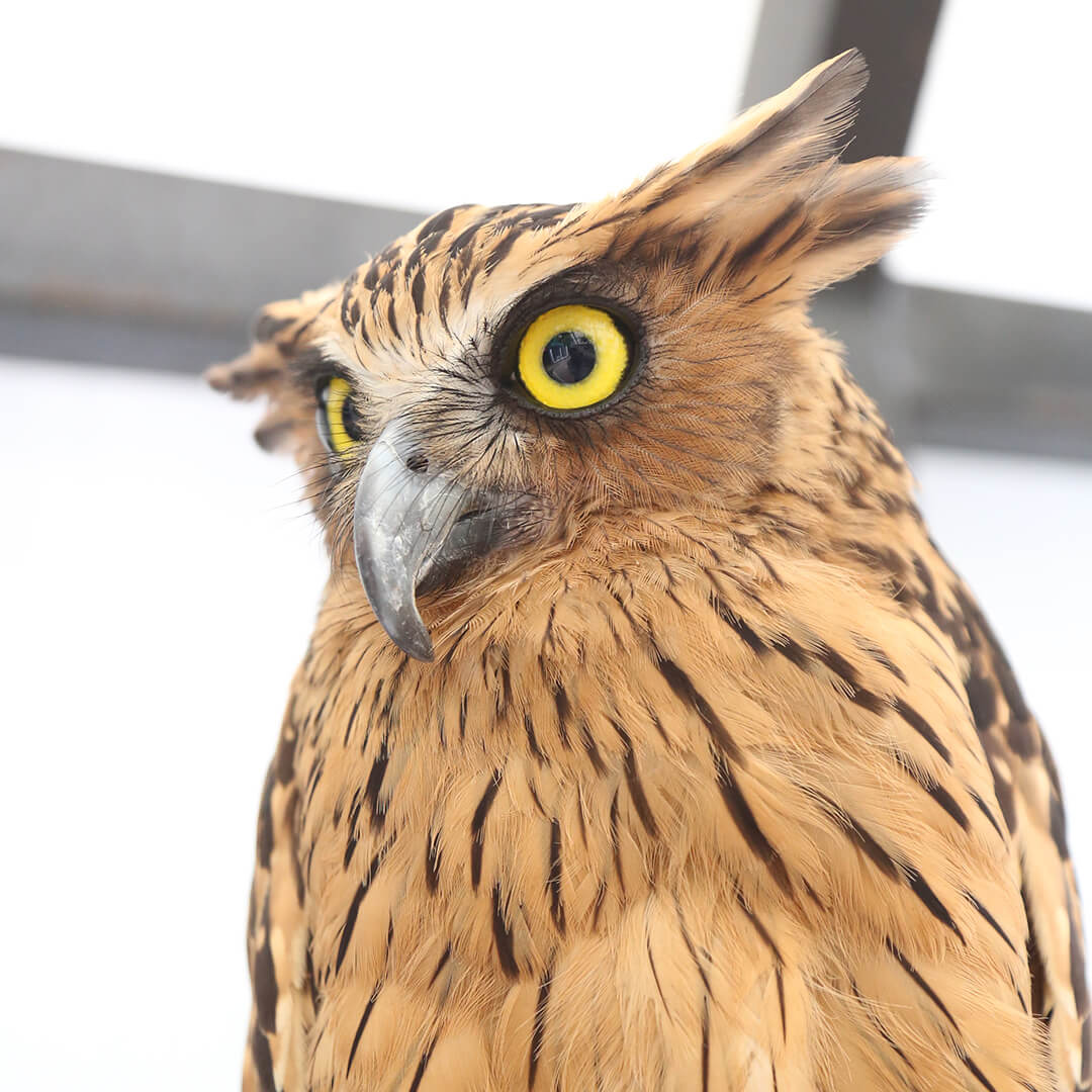 Fun with OWL