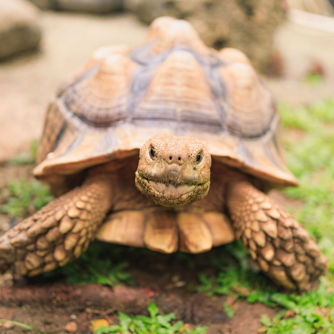 Turtle Island
