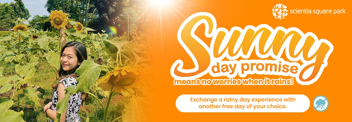SUNNY DAY PROMISE AGUSTUS
