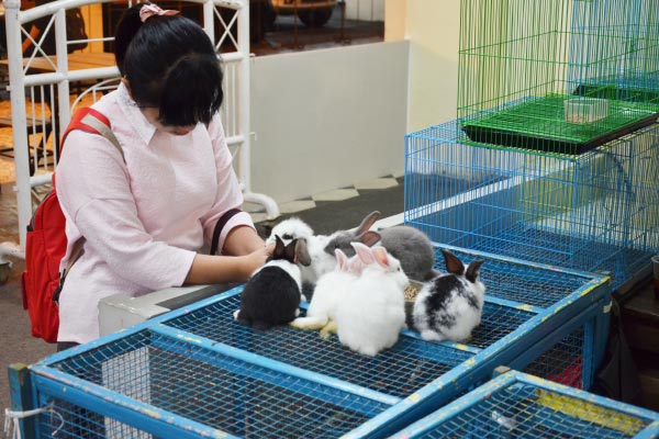 https://images.malkelapagading.com/album/3432//planimals2016-2.jpg