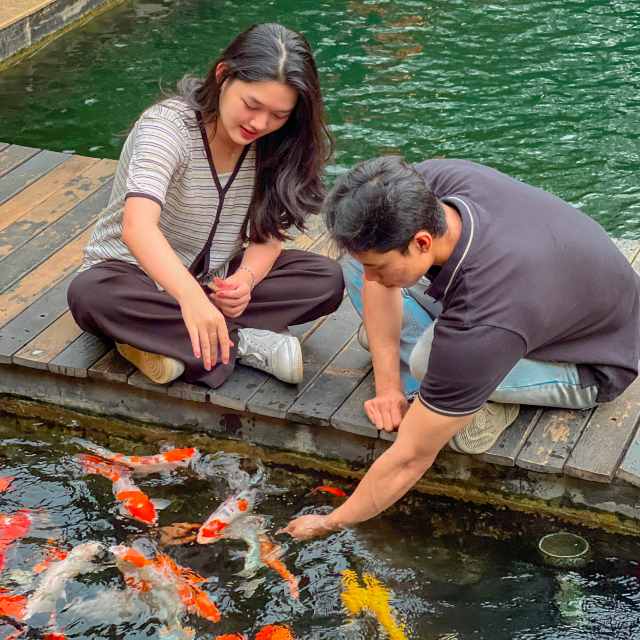 https://images.malkelapagading.com/album/6790//sqp-koi-feeding-1.jpg