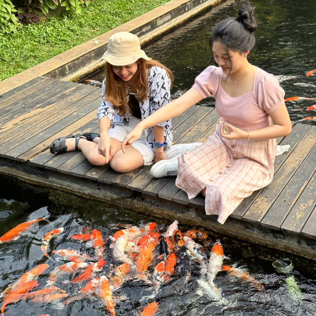 https://images.malkelapagading.com/album/6790//sqp-koi-feeding-2.jpg