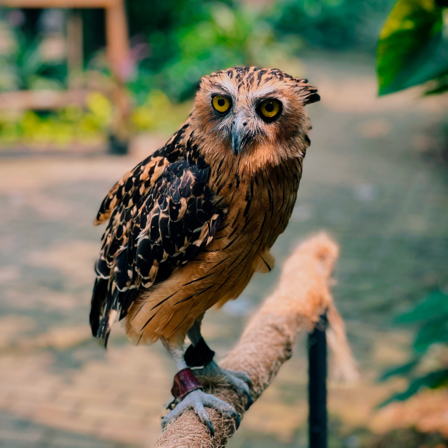 https://images.malkelapagading.com/album/6850//sqp-fun-with-owl-3.jpg
