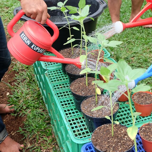 https://images.malkelapagading.com/album/6945//grow-your-own-food-3.jpg