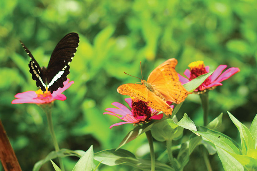 The Metamorphosis of Butterfly Park