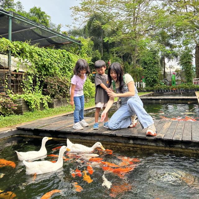 KOI Feeding