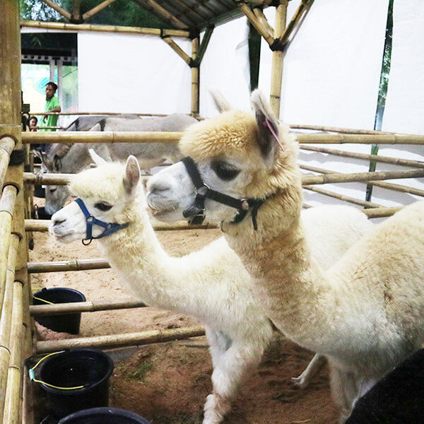 Alpaca & Mini Donkey