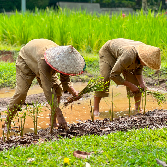 Paddy Field