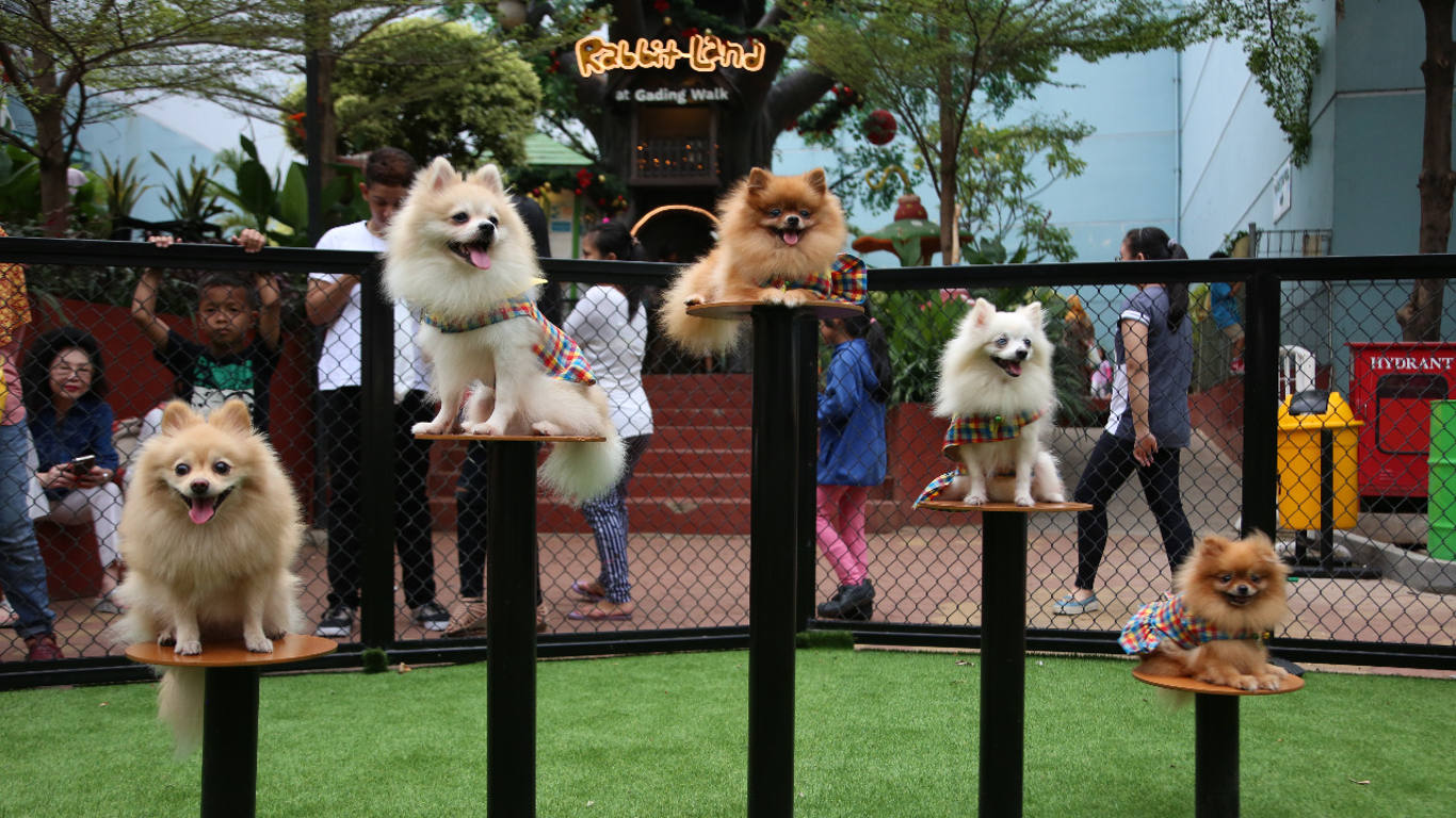 paws-dogs-dream-park1-16992.jpg