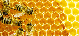 Yummy Honey